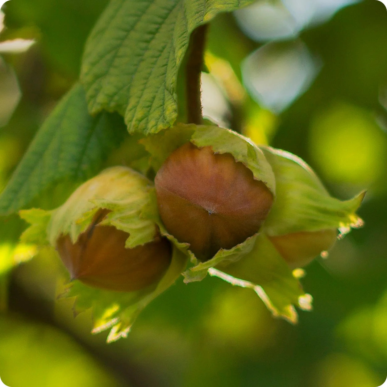 Hazelnuts Developing in Clusters on Branch