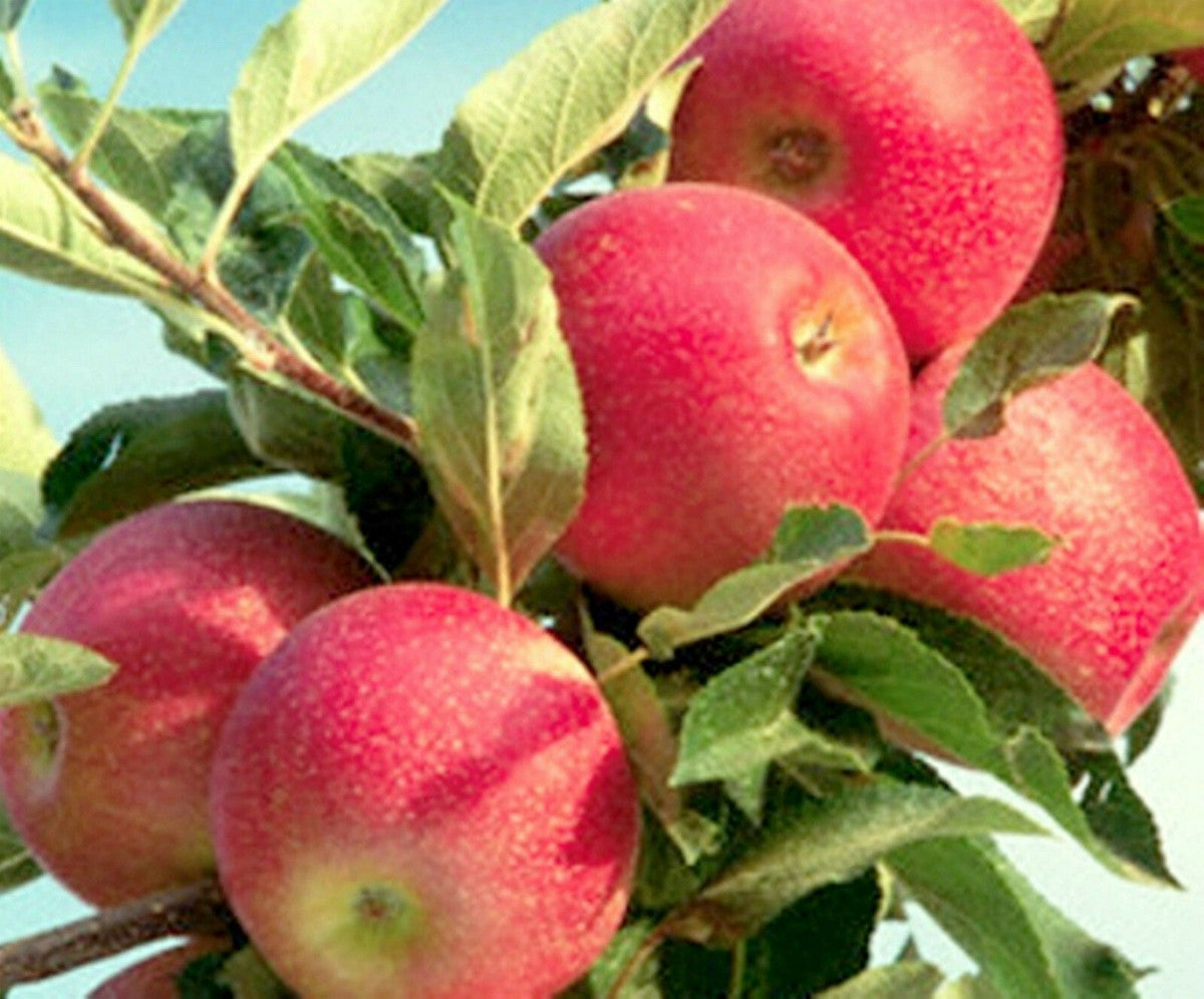 Healthy Fuji apple plants growing in backyard