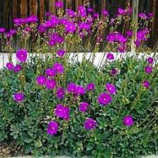 Heat-Tolerant Calandrinia Seeds for Water-Wise Gardening