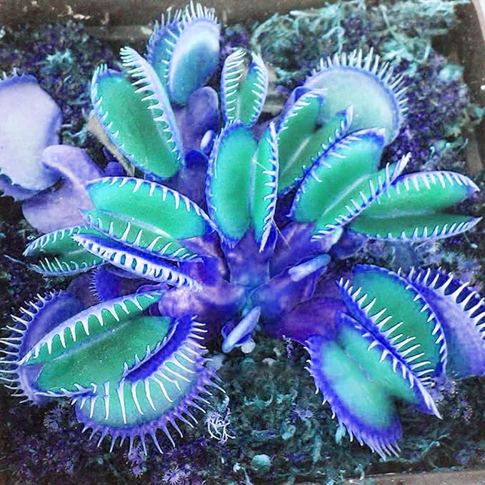 Heat Tolerant Venus Flytrap Seeds GMO Free for Planting