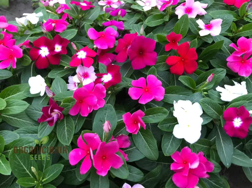 Heat tolerant vinca seeds for summer gardens