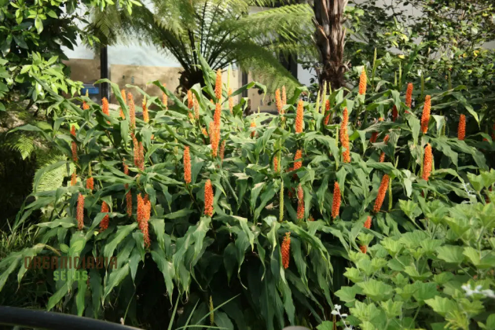 Hedychium Densiflorum ’Assam Orange’ Seeds - Exotic Assam Orange Ginger Lily For Vibrant Garden