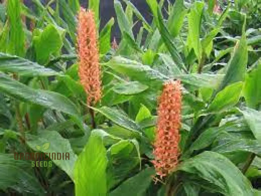 Hedychium Densiflorum ’Assam Orange’ Seeds - Exotic Assam Orange Ginger Lily For Vibrant Garden