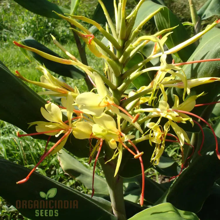 Hedychium Gardnerianum Ginger Lily seeds for planting