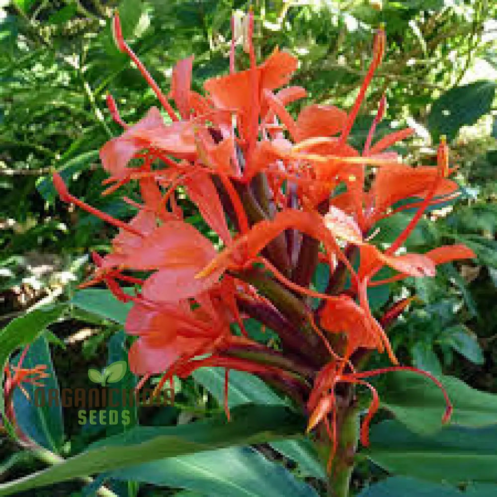 Hedychium Rubrum Seeds Exotic Red Ginger Lily For Your Garden - Premium Quality And Easy To Grow