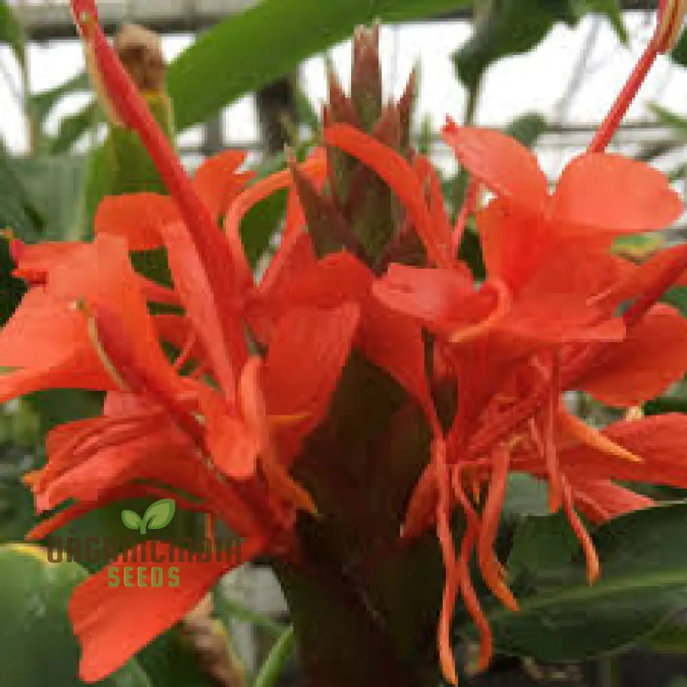 Hedychium Rubrum Seeds Exotic Red Ginger Lily For Your Garden - Premium Quality And Easy To Grow
