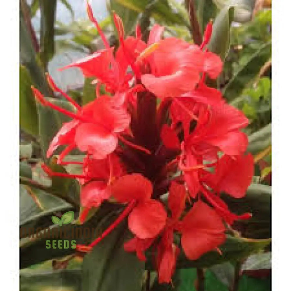 Hedychium Rubrum Seeds Exotic Red Ginger Lily For Your Garden - Premium Quality And Easy To Grow