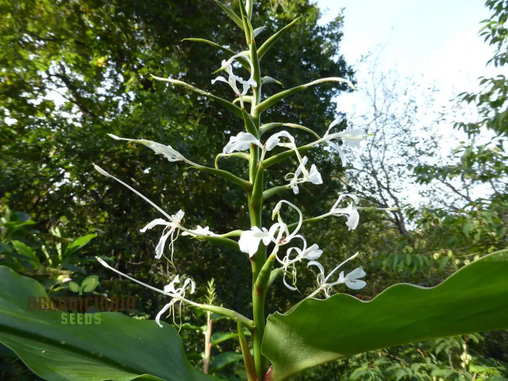Hedychium Stenopetalum Seeds - Exotic Ginger Lily For Vibrant Gardens | Rare With Fragrant Blooms