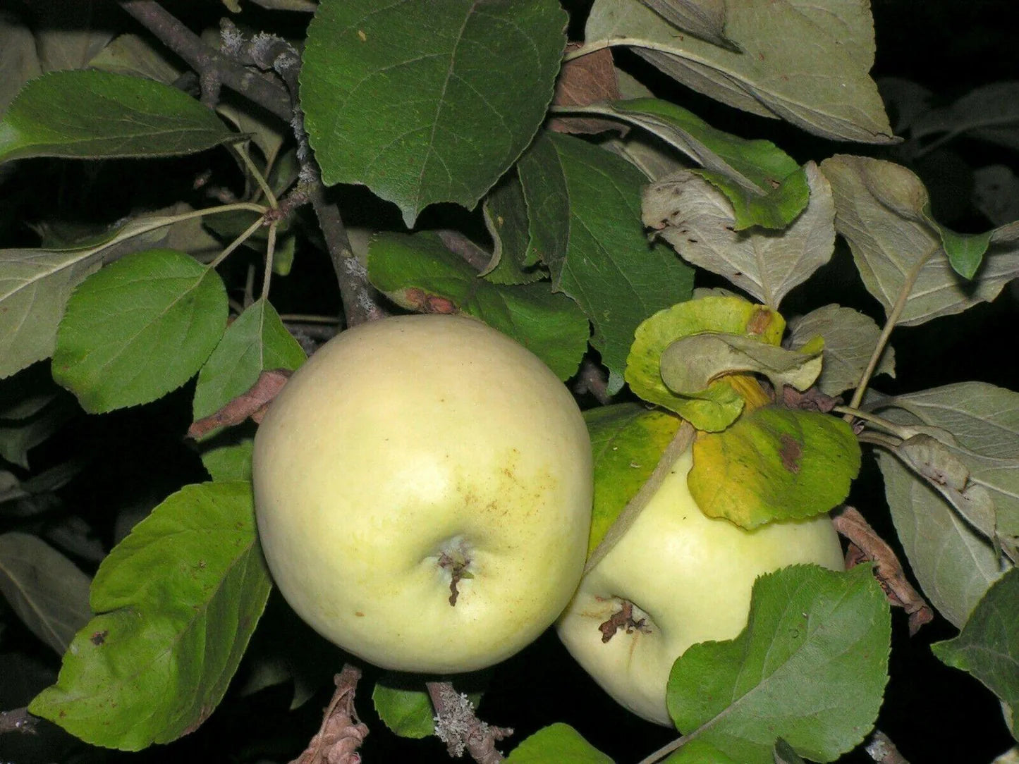Heirloom Antonovka apple tree seeds for home orchards