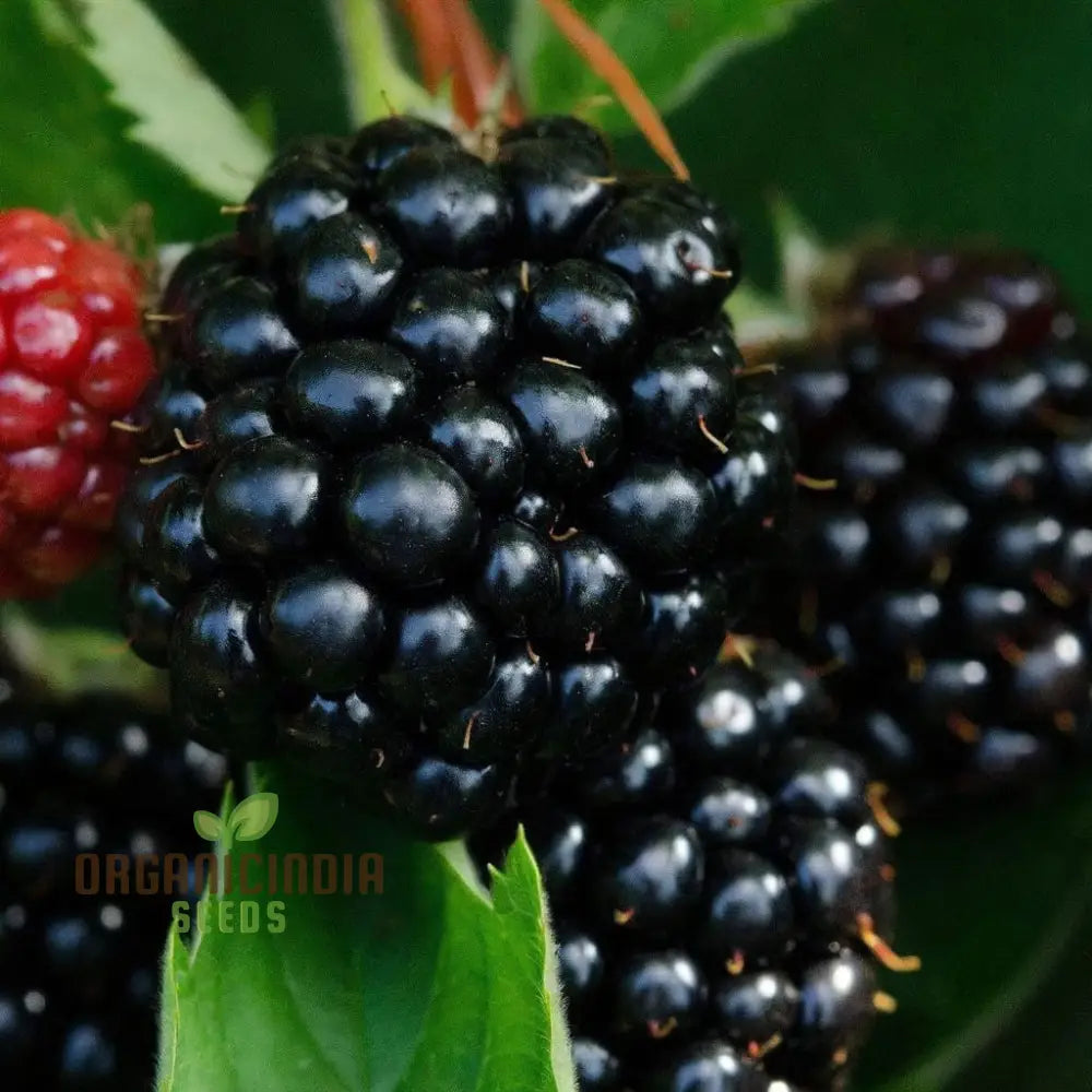 Heirloom blackberry seeds ideal for home gardening and cultivation