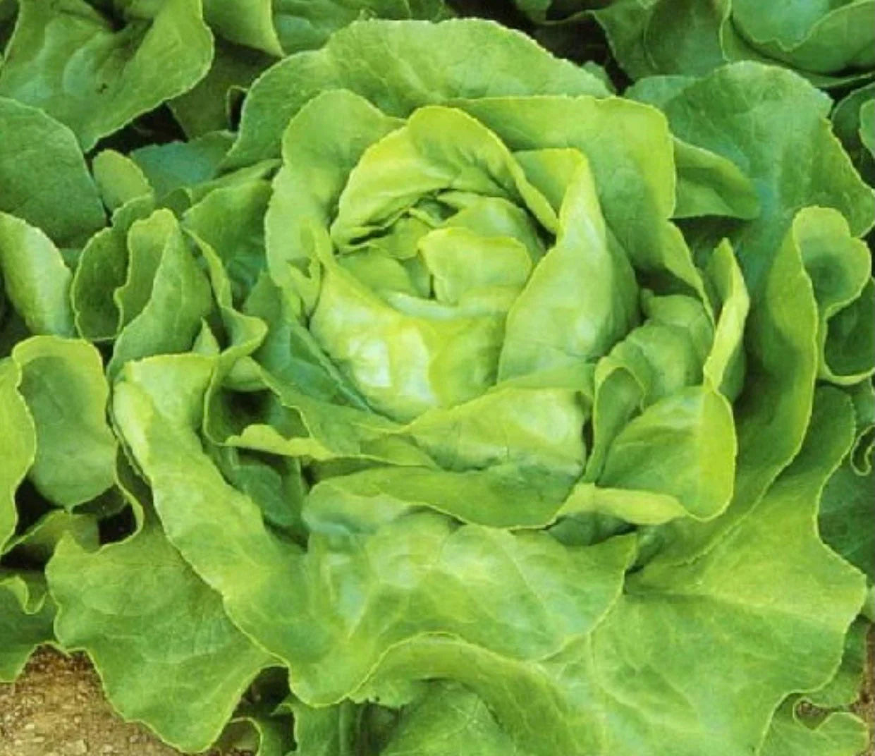 Heirloom Butterhead Lettuce Seeds for Home Gardening