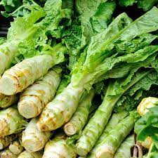 Heirloom Celtuce Stem Lettuce Seeds – Crisp and Nutritious