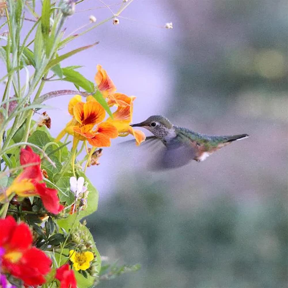 High Quality Nasturtium Climbing Seeds for Home Gardening