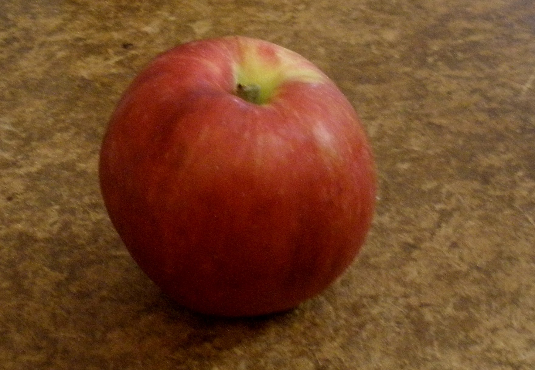 Heirloom Spitzenburg Apple tree in garden