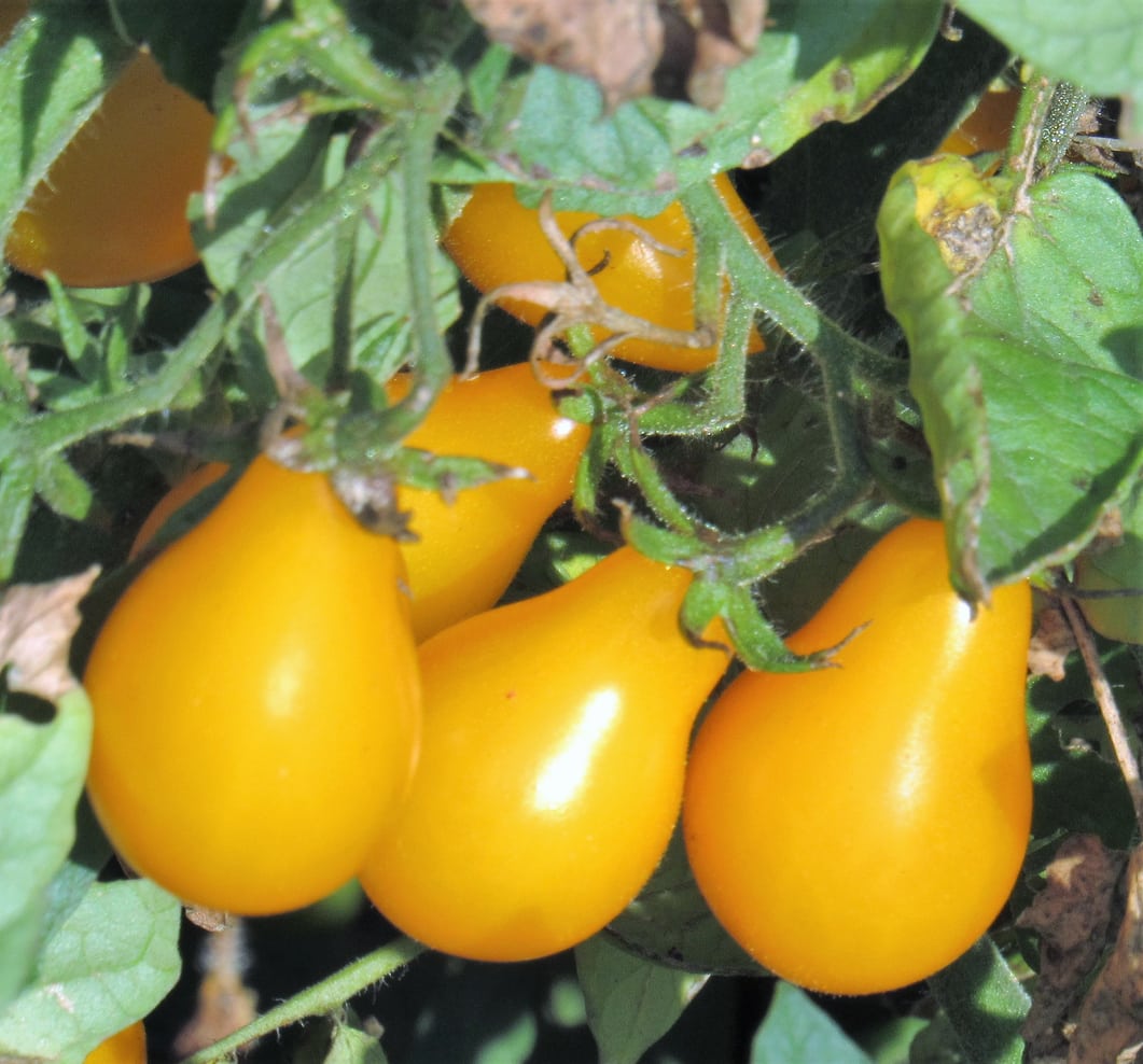 Heirloom Yellow Pear Tomato Seeds – Sweet Cherry Tomato Variety