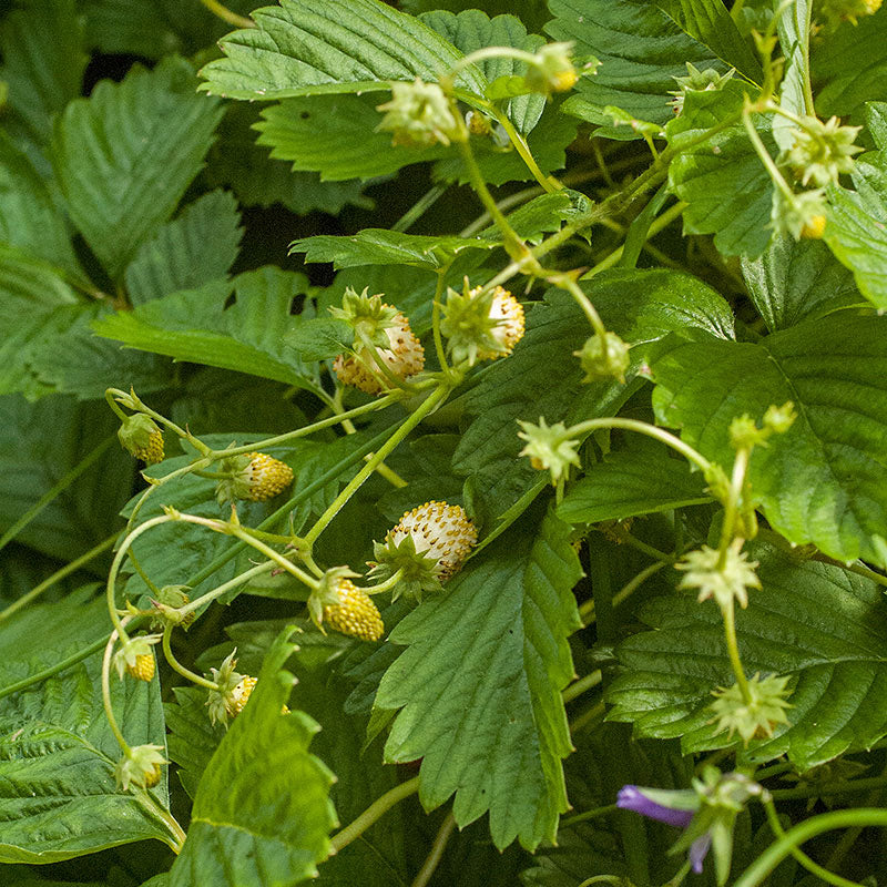 Heirloom yellow strawberries ripening on plants