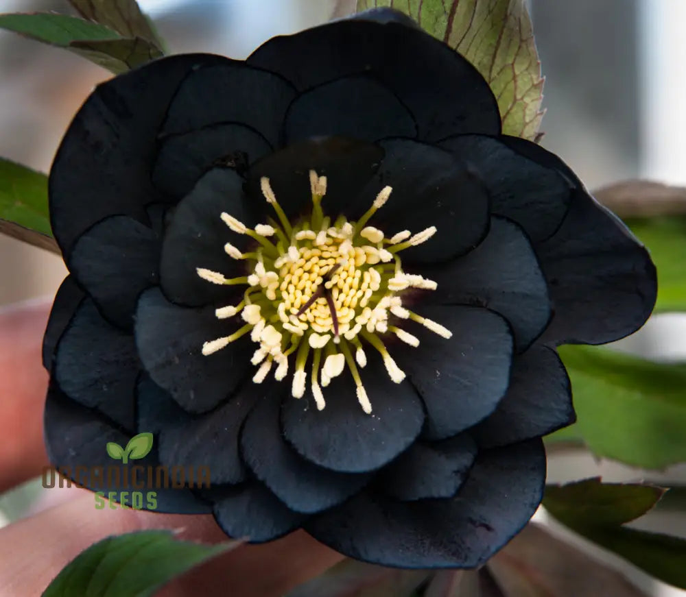 Helleborus Orientalis Seeds: Explore The Beauty Of Lenten Roses In Your Garden - Shop Gardening