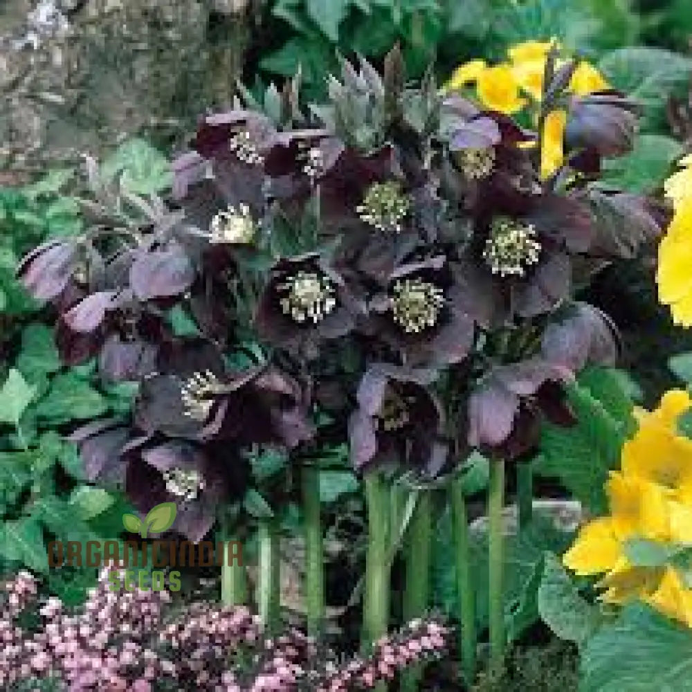 Helleborus Orientalis Seeds: Explore The Beauty Of Lenten Roses In Your Garden - Shop Gardening