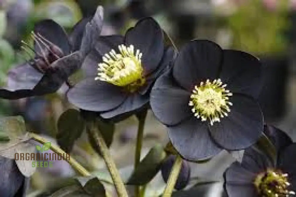 Helleborus Orientalis Seeds: Explore The Beauty Of Lenten Roses In Your Garden - Shop Gardening
