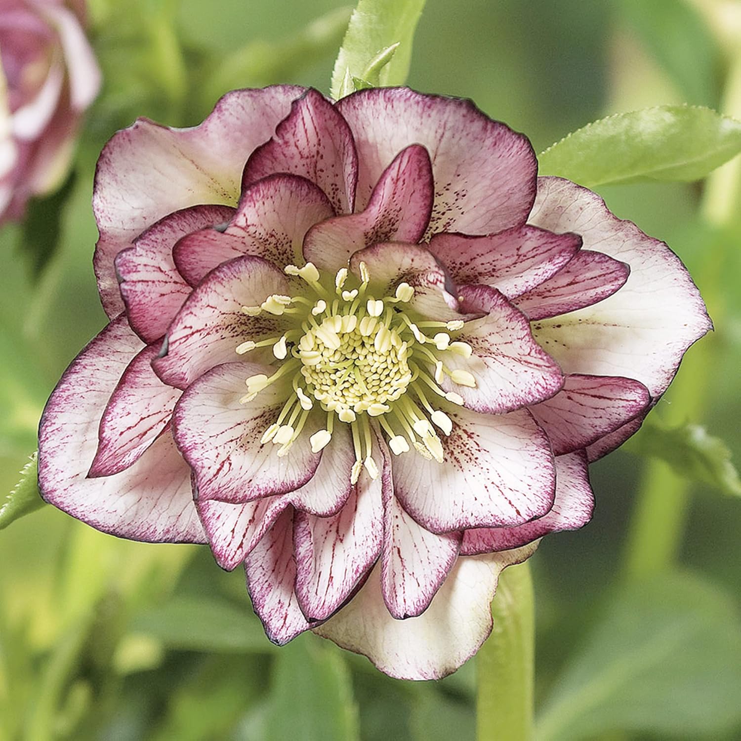 Helleborus orientalis seeds ideal for shady borders and containers