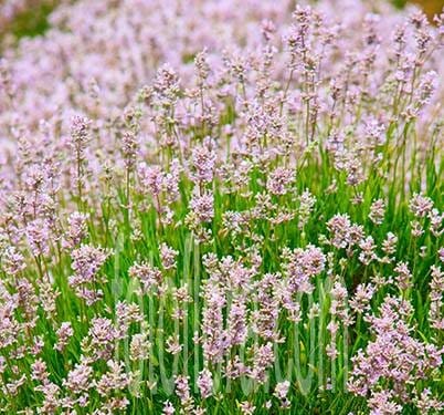 Semillas de Lavanda Rosa Suave – Flores Delicadas y Fragantes para Jardines y Paisajismo