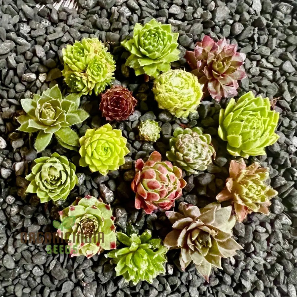 Hens and Chicks Succulent Seeds Mixed Varieties for Indoor and Outdoor Planting