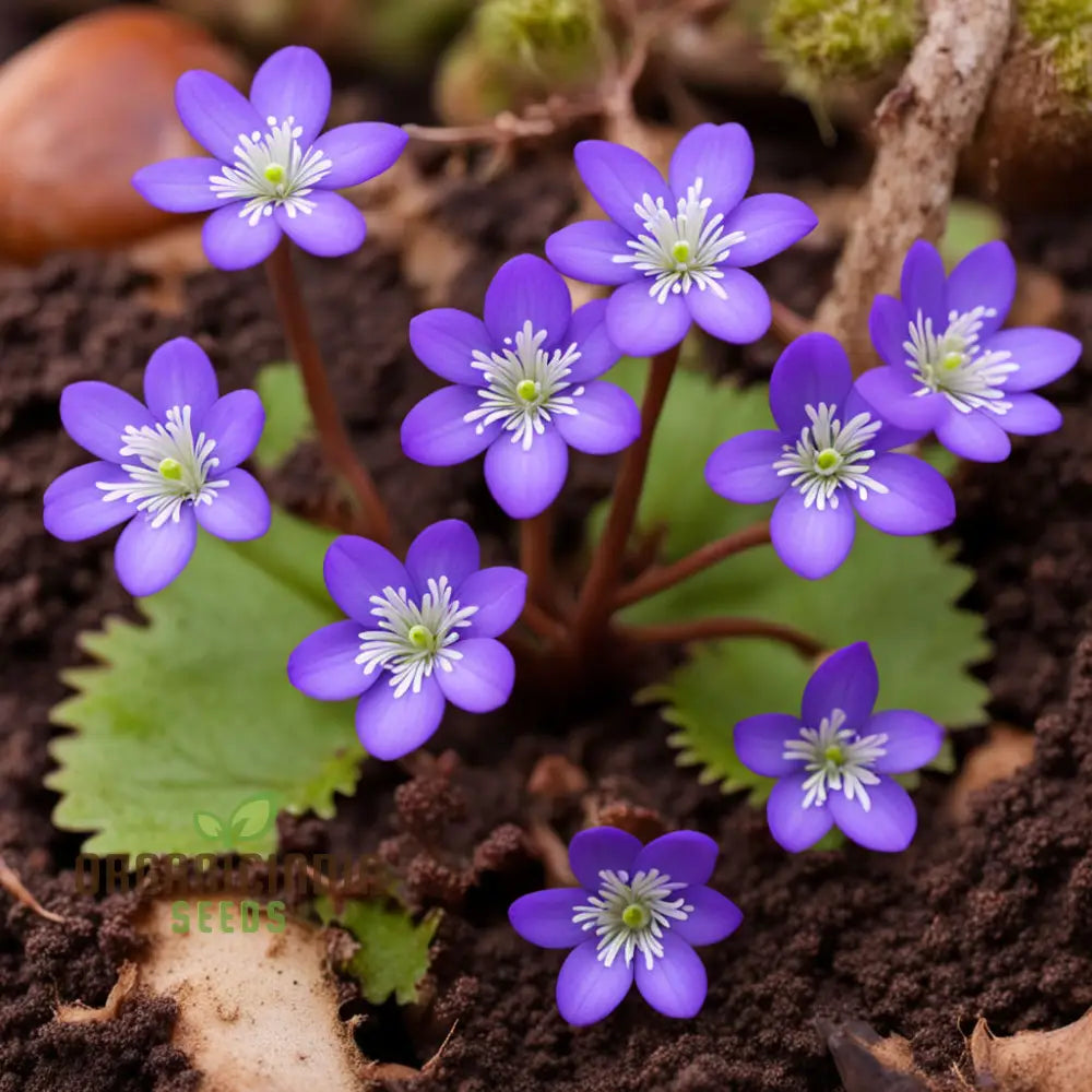 Premium Hepatica Nobilis Flower Seeds for Shaded Garden Planting