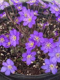 Hepatica Nobilis Seeds for Planting in Woodland Garden Spaces