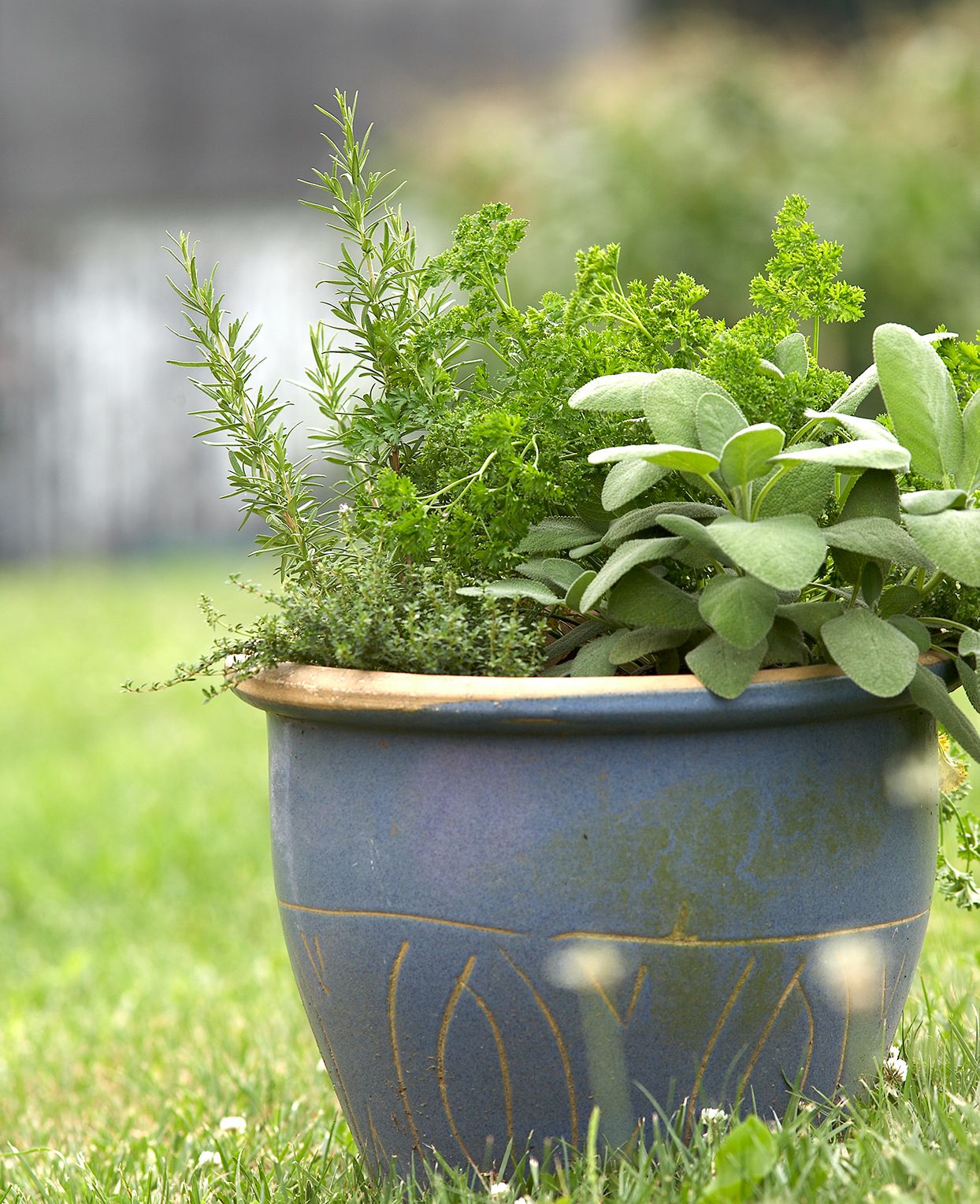 Classic Fragrant Herb for Gardens & Aromatherapy