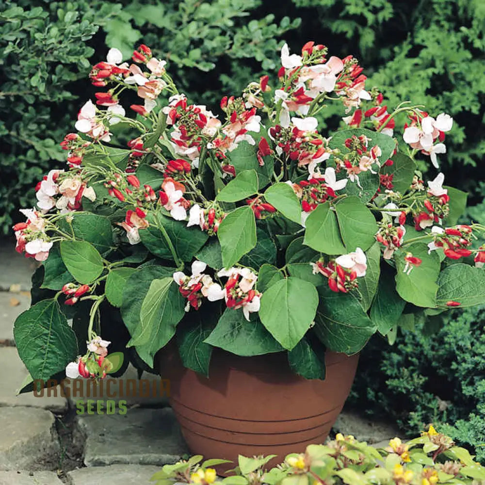 Red and White Flowers on Hestia Runner Bean Plants, Decorative Garden Beans