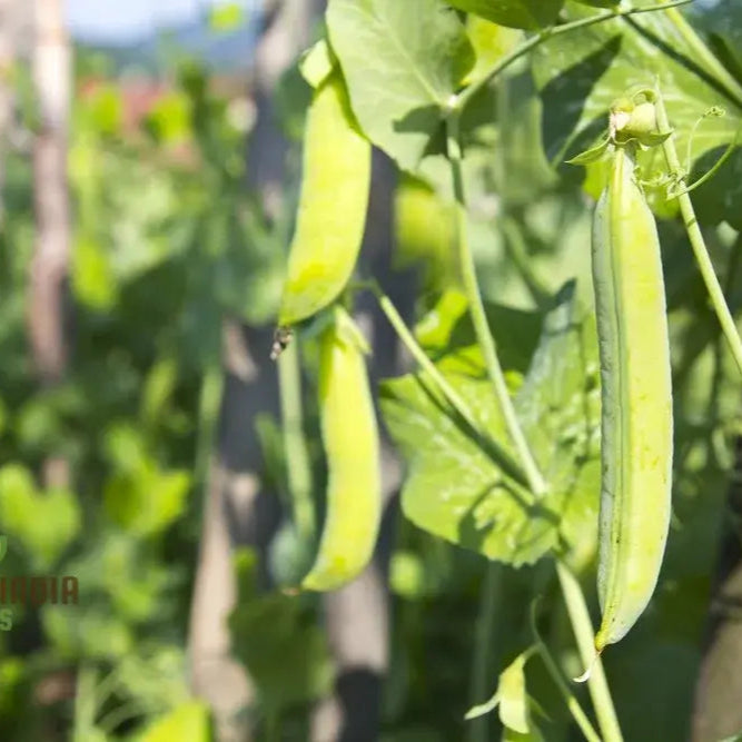 Mature Hestia Dwarf Runner Bean Plant from Seeds, Ornamental Bean Variety