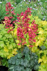 Heuchera Seeds for Bright Foliage and Low-Maintenance Gardening