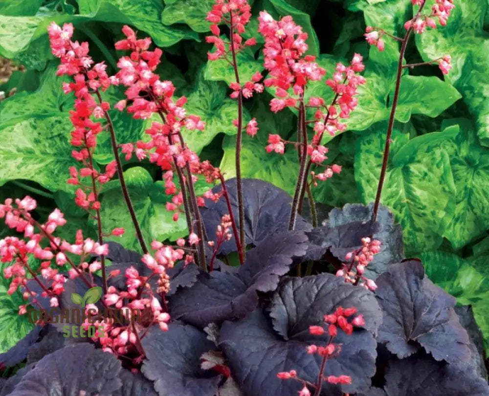Coral Bells seedlings grown from Heuchera Metallica seeds