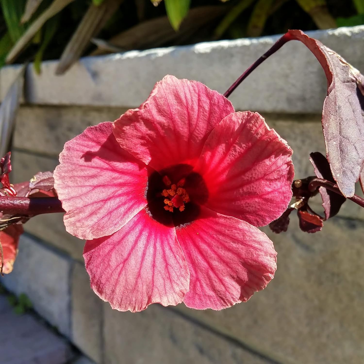 Hibiscus Acetosella Seeds for Garden Border Planting