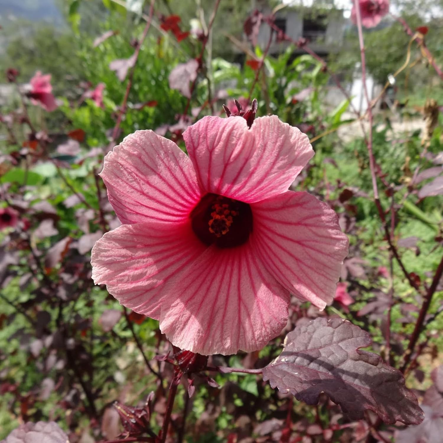 Hibiscus Acetosella Red Foliage Plant from Seeds