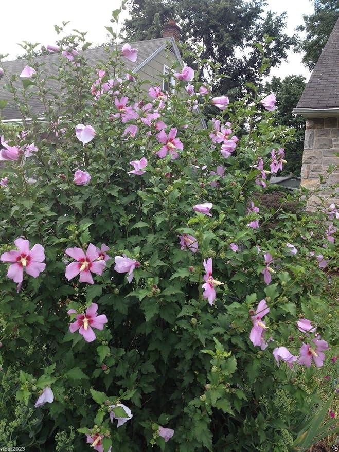 Close-Up of Hibiscus Rose of Sharon Flower Bloom from Seeds