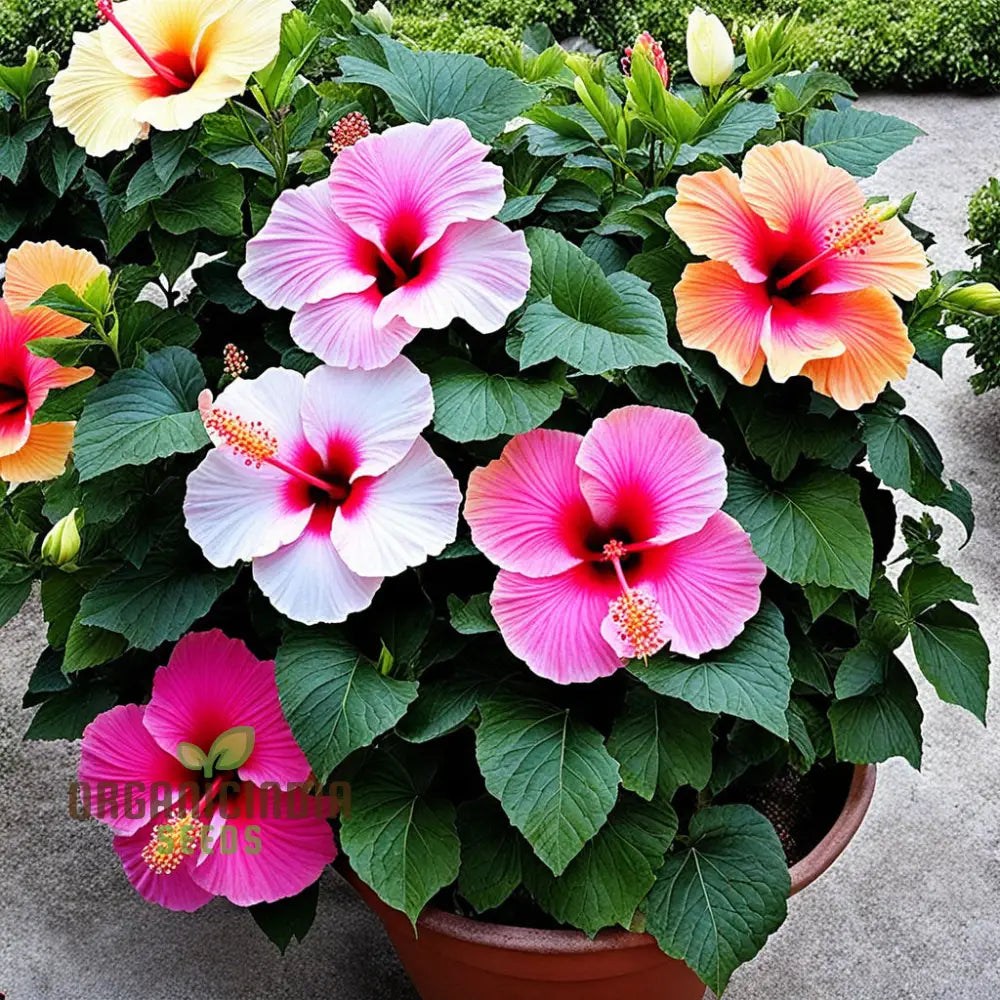 Hibiscus Plants Growing in Outdoor Garden