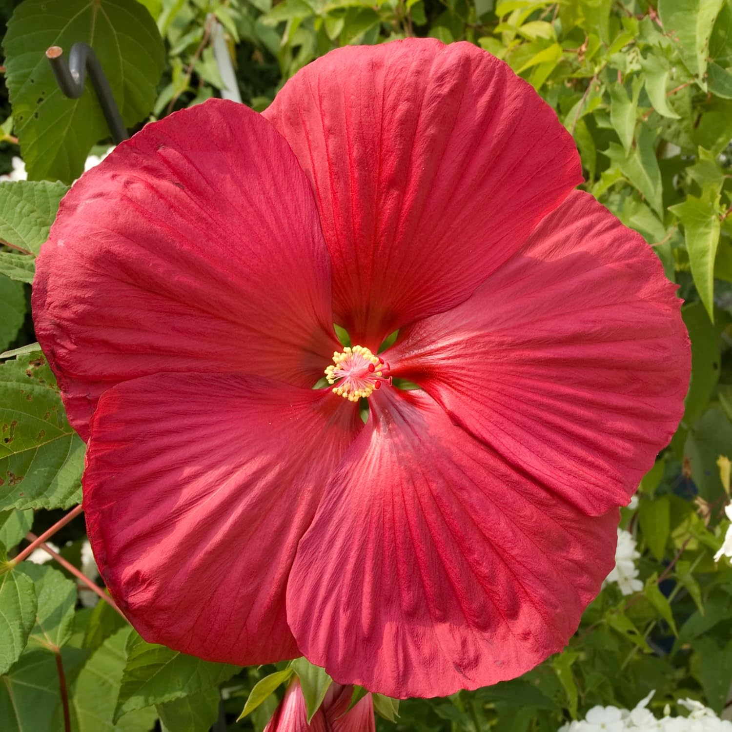 Close Up of Large Red Dinner Plate Hibiscus Flower