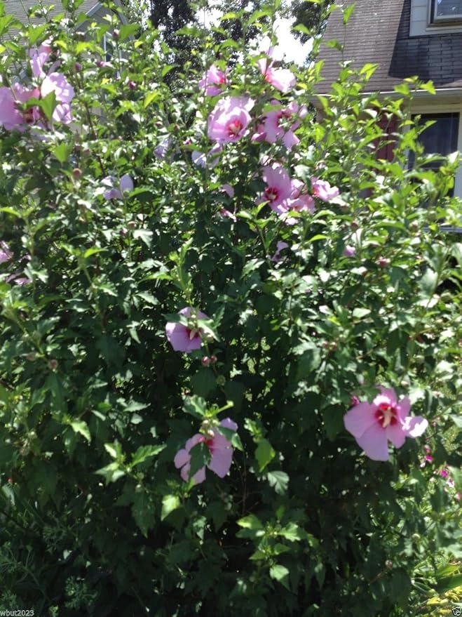 Mature Hibiscus Rose of Sharon Plant from Seeds