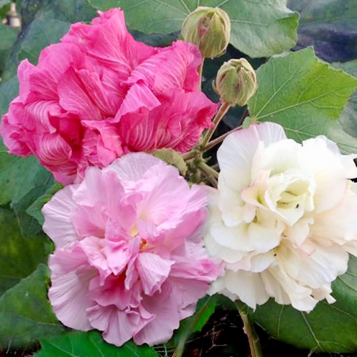 Hibiscus Mutabilis Confederate Rose Plant in Garden