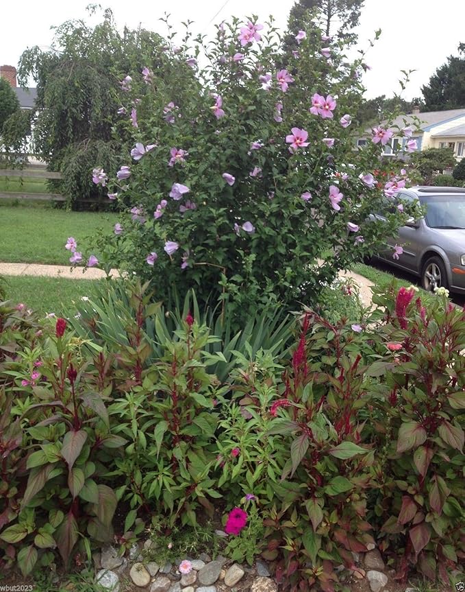 Cold-Hardy Hibiscus Rose of Sharon Perennial Shrub from Seeds