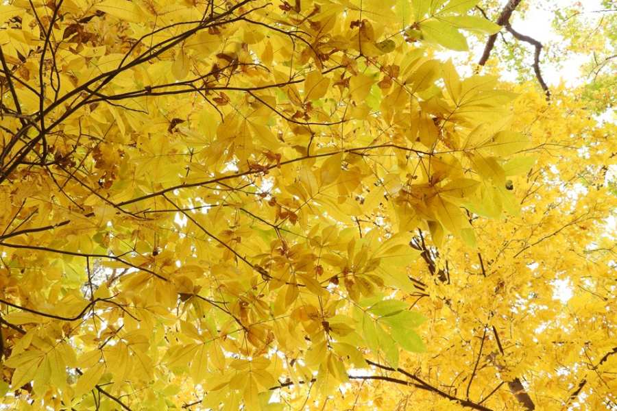 Germinating Bitternut Hickory Seeds for Planting