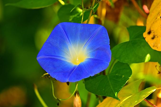 High Bloom Blue Trumpet Flower Seeds for Garden Decoration
