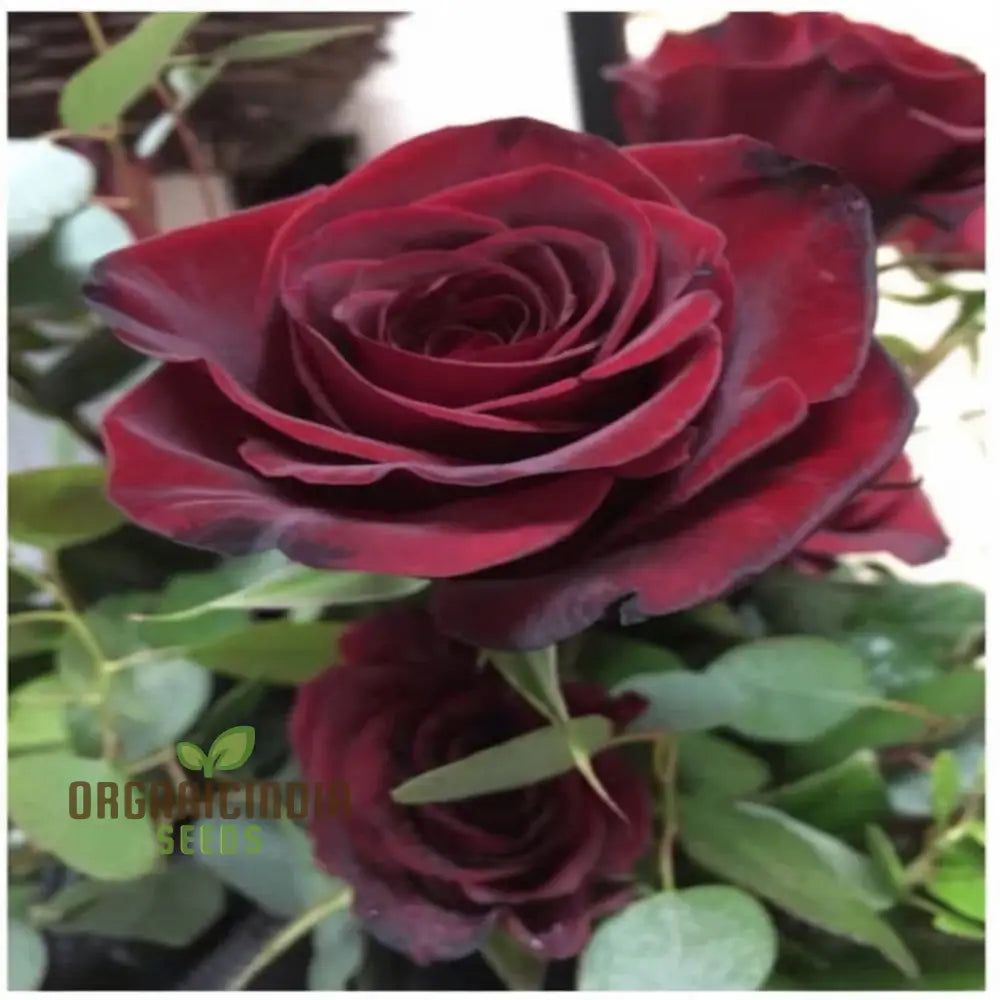High Germination Black Rose Seeds for Home Gardening