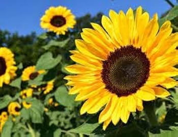 High Germination Sunflower Seeds for Tall Flower Growth