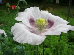 High-Quality Elka Poppy Seeds for Ornamental Garden Planting
