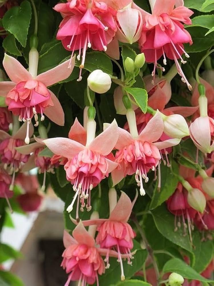 High-Quality Fuchsia Bloom Seeds for Planting and Outdoor Gardens