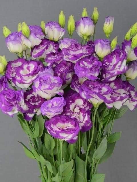 High-Quality Lisianthus Bloom Seeds for Planting and Landscaping