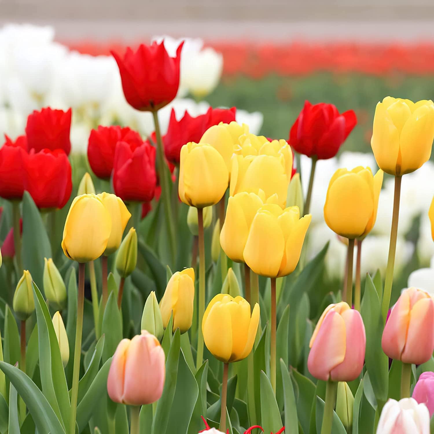 High Quality Mixed Tulip Seeds for Bright Garden Blooms