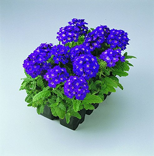 High Quality Verbena Blue Lagoon Seeds for Home Gardening